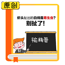 蝦頭扯出的白線是寄生蟲(chóng)？別扯了！ (3)